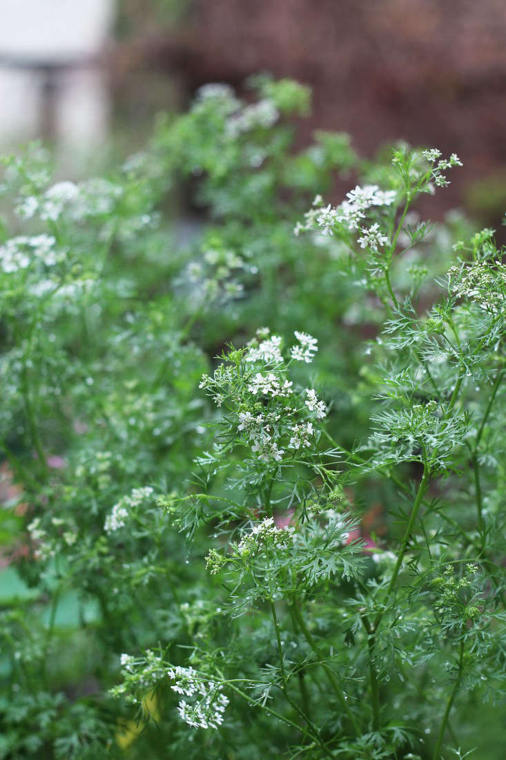 Cilantro is an example of an herb that