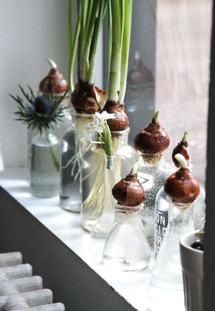 DIY BottleFed Paperwhites Gardenista