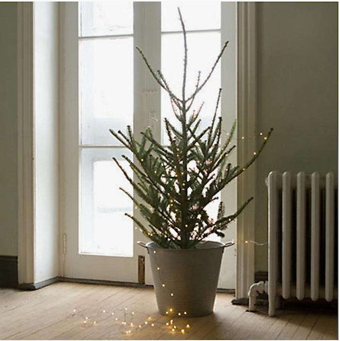 10 Easy Pieces Tabletop Live Christmas Trees Gardenista