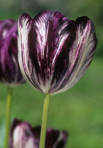 Priceless Tulips: Yours for $25 - Gardenista