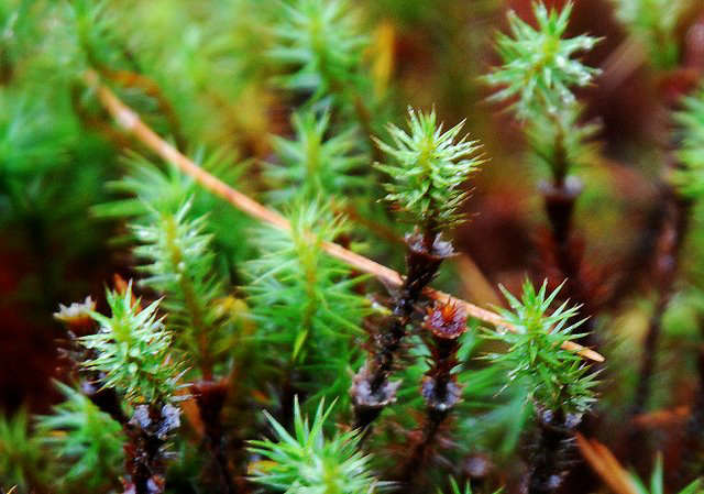 10 easy pieces the most magical mosses gardenista 10 easy pieces the most magical mosses gardenista