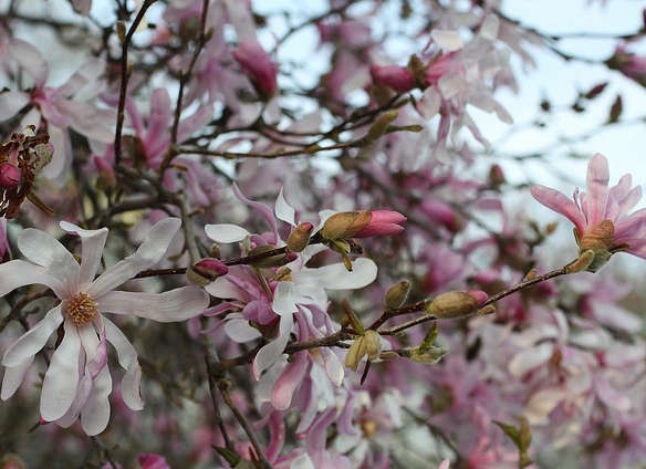 saucer magnolia