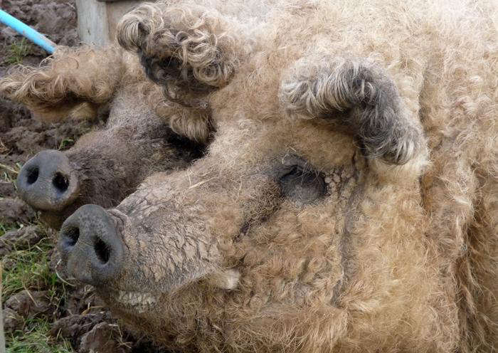 The Best Weekly Vegetable Boxes Come With Meat Gardenista