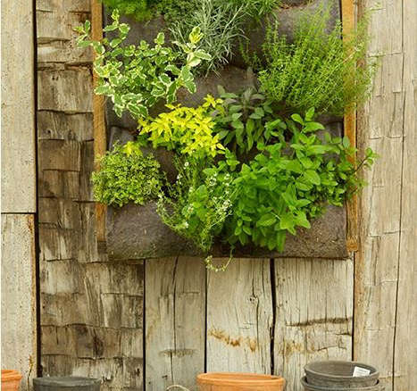 Vertical Garden Ideas Australia browse vertical gardens - gardenista Vertical Garden Ideas Australia browse vertical gardens - gardenista