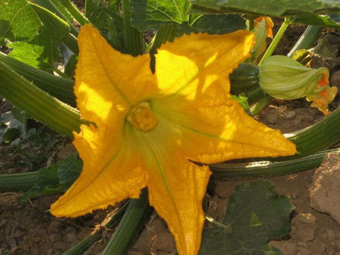 Rent a PrePlanted Vegetable Garden Gardenista