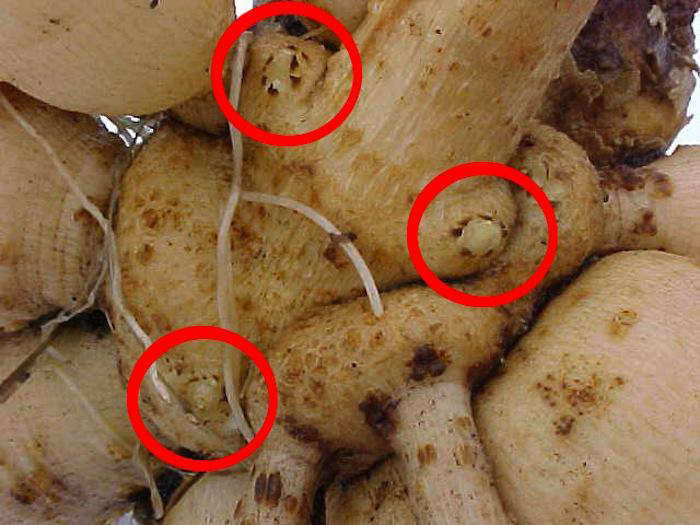 DIY How Not to Kill Your Dahlias Gardenista