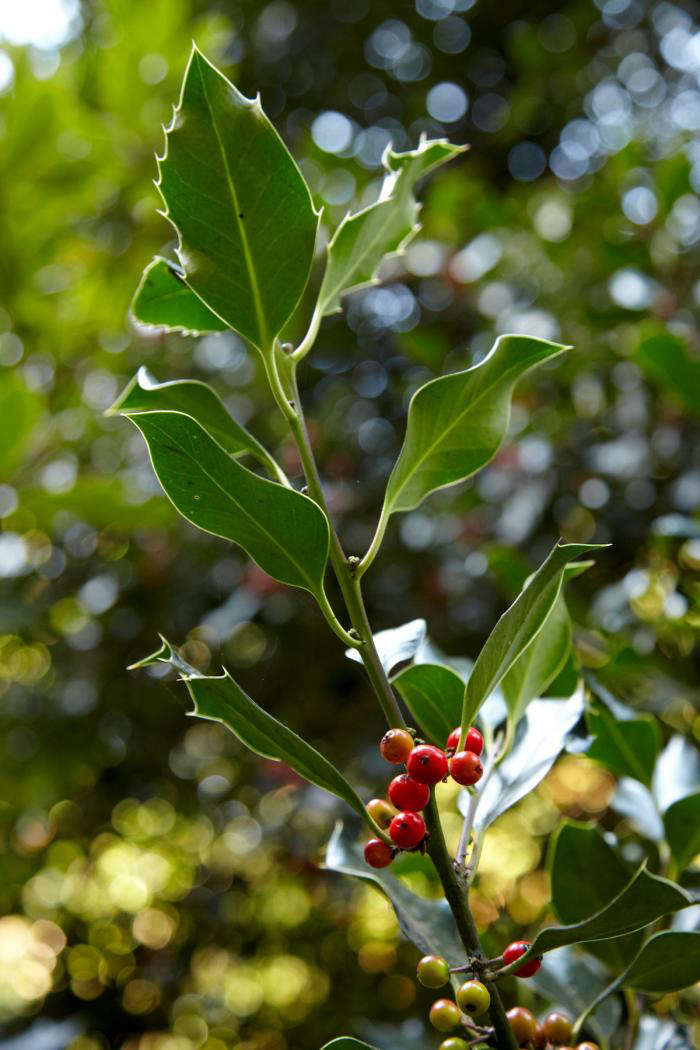 700_mill-valley-holly-tree-gardenista