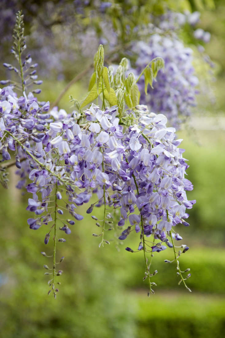 wisteria how to make it flower gardenista wisteria how to make it flower gardenista