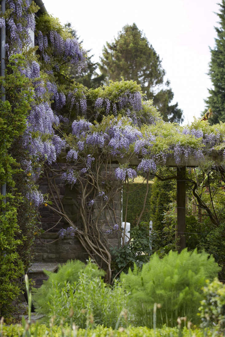 diy train a wisteria vine not to eat the house gardenista diy train a wisteria vine not to eat the house gardenista
