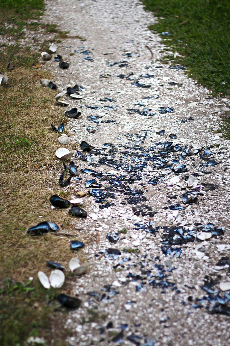 Photograph by Justine Hand. After a seafood meal, real Cape Codders throw any and all shells into their drives.
