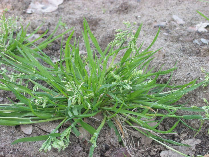 Poa annua (bluegrass) photograph by Rasbak via Wikimedia.