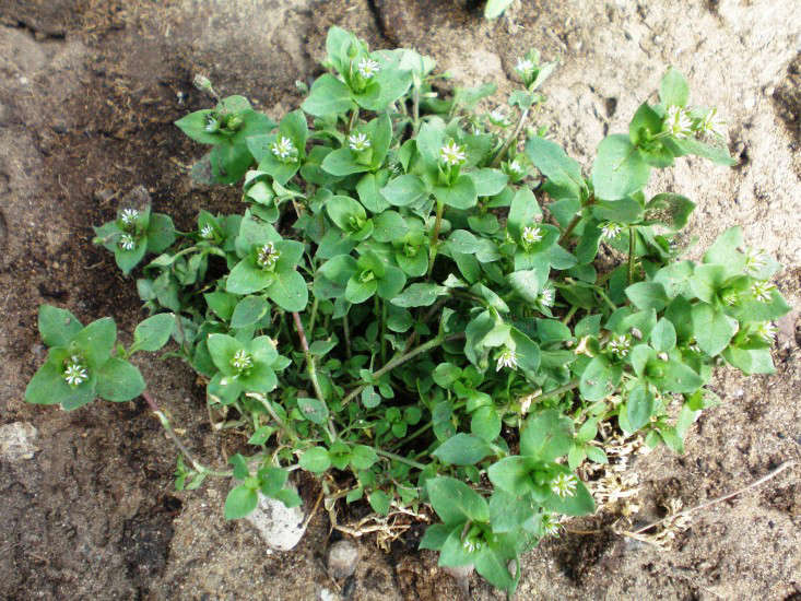 Common Chickweed (Stellaria media); photograph by Hugo via Wikipedia Commons.