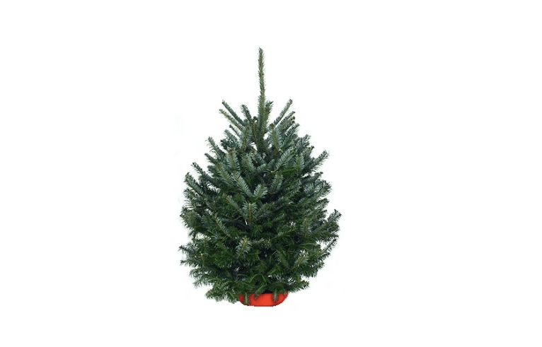An Aromatic Tabletop Balsam Fir Tree Is 4 Feet Tall And 54 From Hill Top An Aromatic Tabletop Balsam Fir Tree Is 4 Feet Tall And 54 From Hill Top