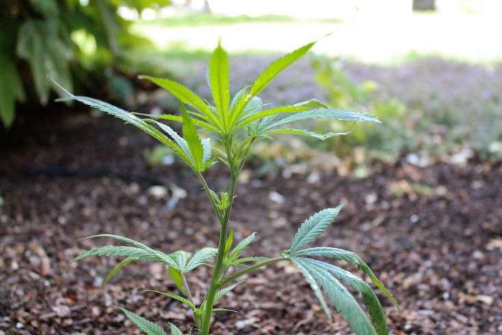 Read more about the fate of this tiny marijuana seedling in The Marijuana Plant and Me: Part 1.