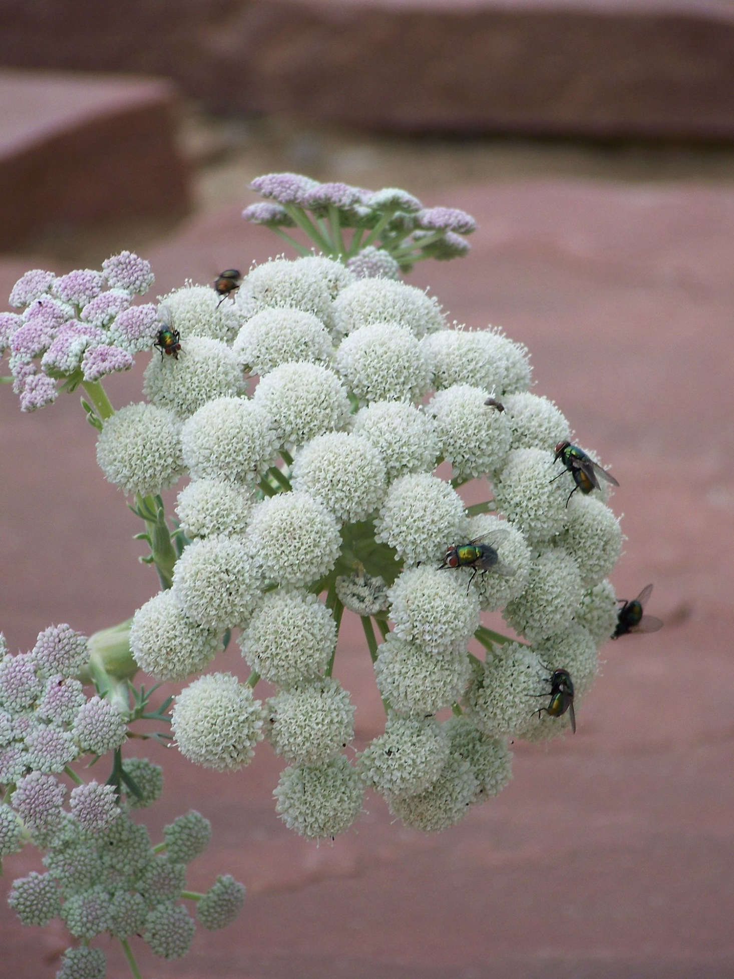 Photography by Patrick Standish via Flickr.