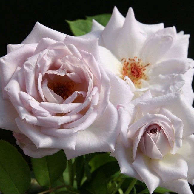 A Silver Shadows Rose (classified as a pale lavender) is $38 from Heirloom Roses.