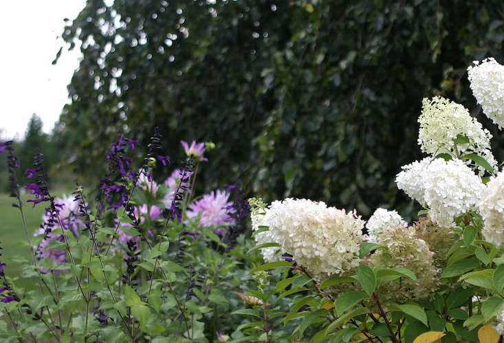 A well-behaved hydrangea mingles with perennials and dahlias. Photograph by Sara Barrett.