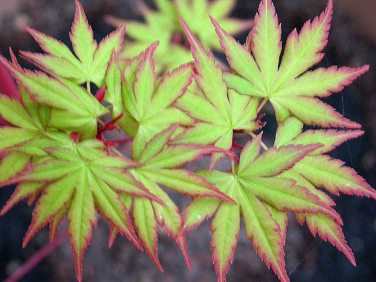 japanese maples: 5 favorite trees to grow