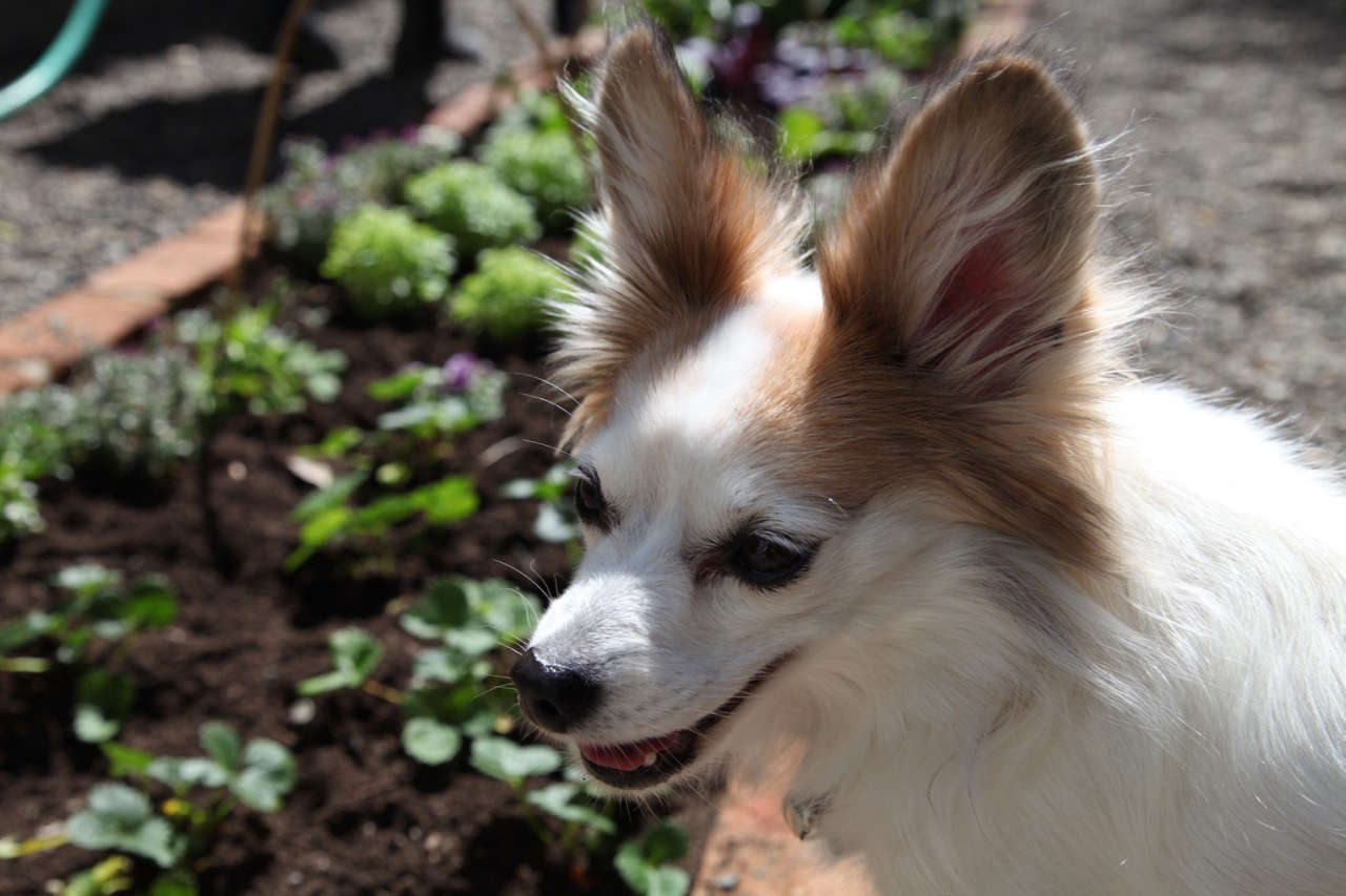A PetFriendly Kitchen Garden with The Home Depot Gardenista