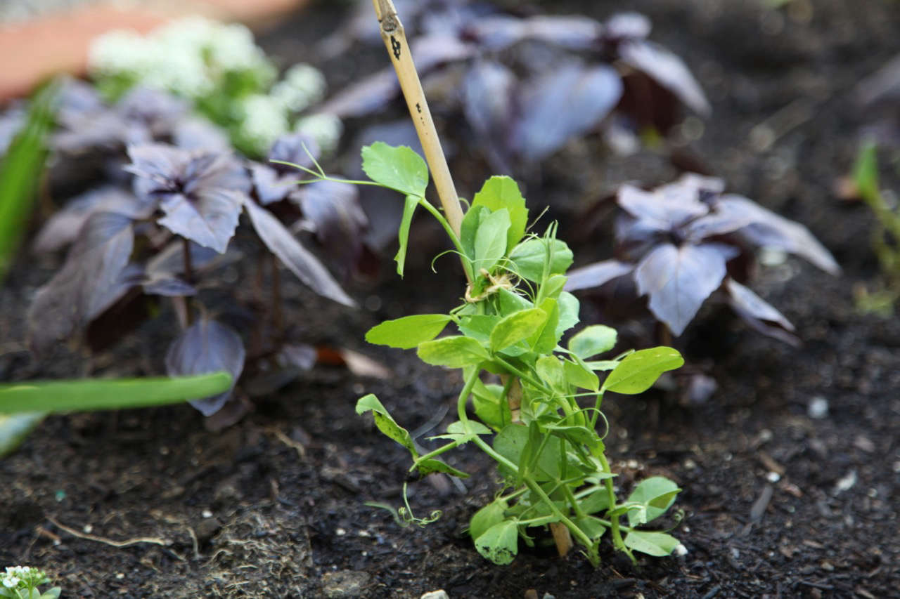 A Pet-Friendly Kitchen Garden with The Home Depot - Gardenista