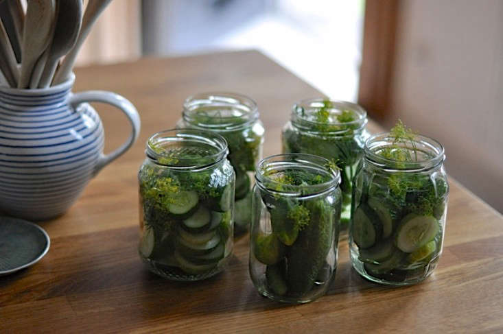 Our newest edible plant guide is Dill: A Field Guide to Planting, Care & Design.