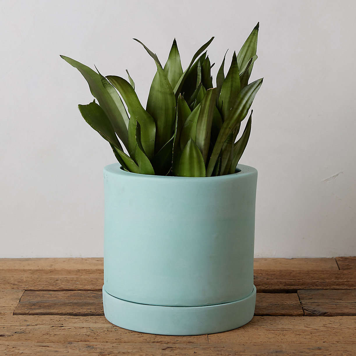 From Terrain, a -inch Pastel Terracotta Pot + Saucer is $8.