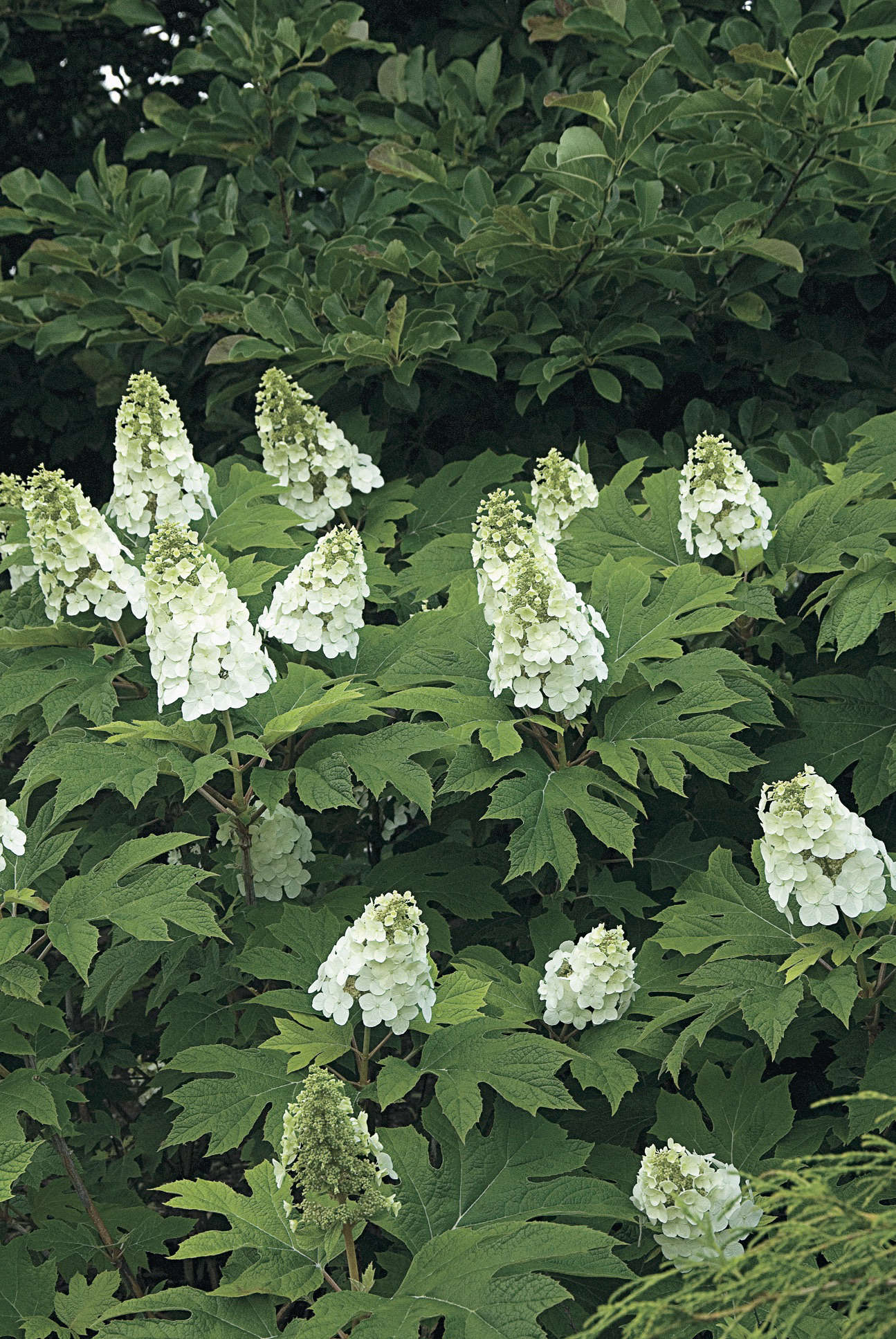 A Master Class in Pruning Hydrangeas from White Flower Farm Gardenista