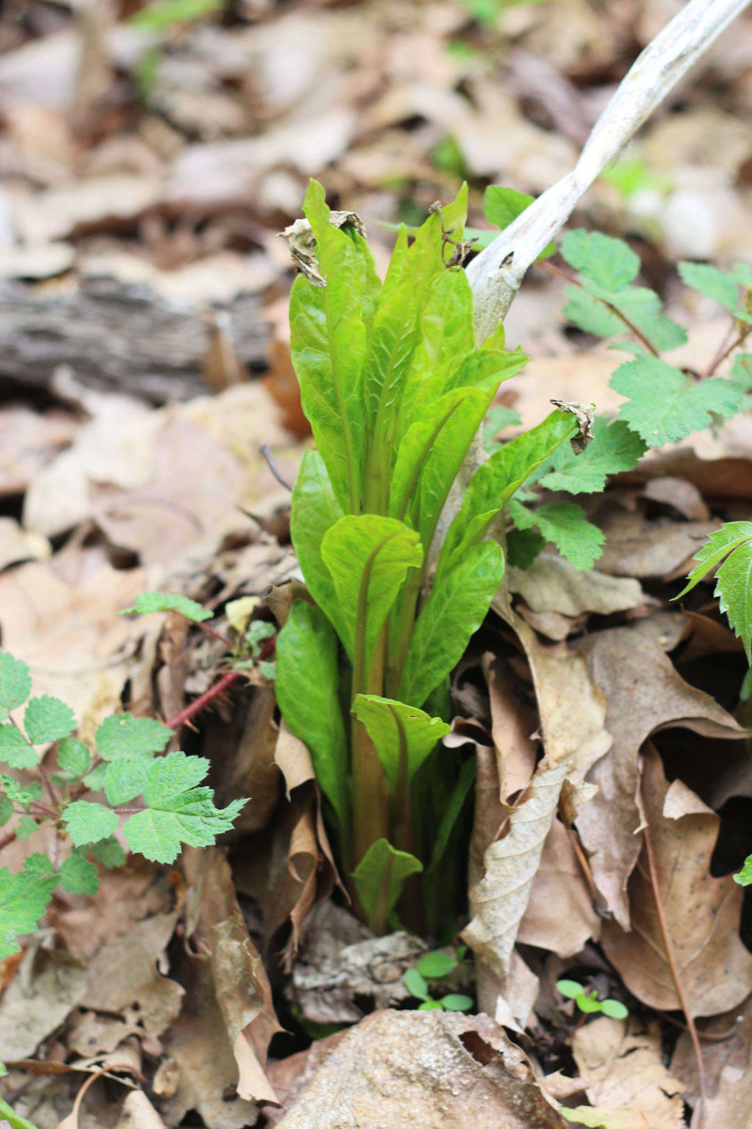 Weeds You Can Eat Pokeweed Sloppy Joes Gardenista