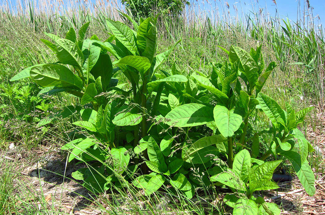 Weeds You Can Eat Pokeweed Sloppy Joes Gardenista