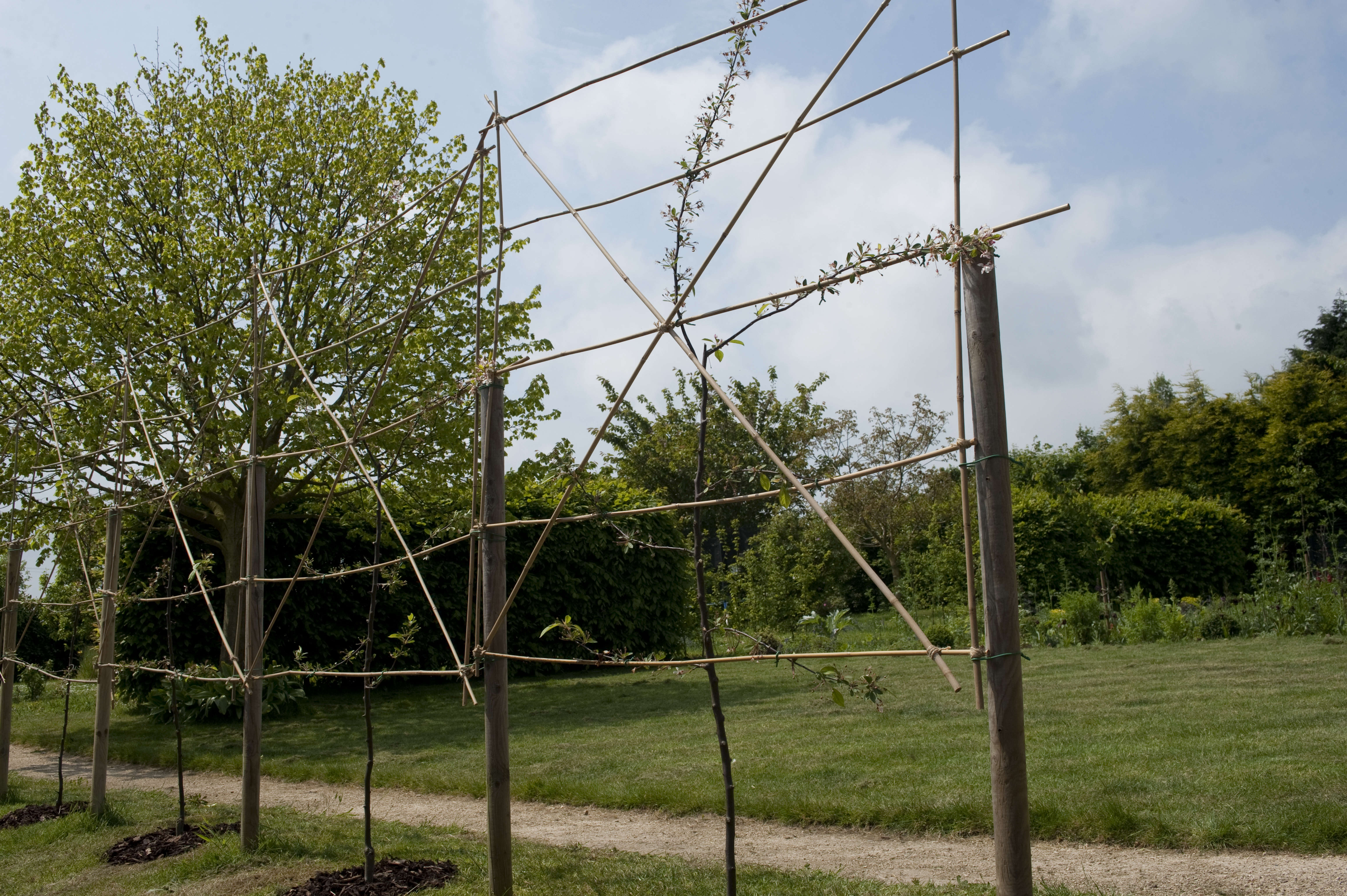 DIY An Espalier Tree Screen Gardenista
