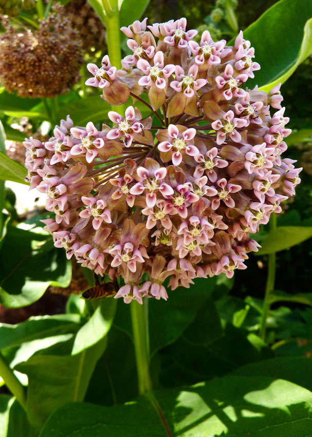 weeds you can eat milkweed buds gardenista weeds you can eat milkweed buds gardenista