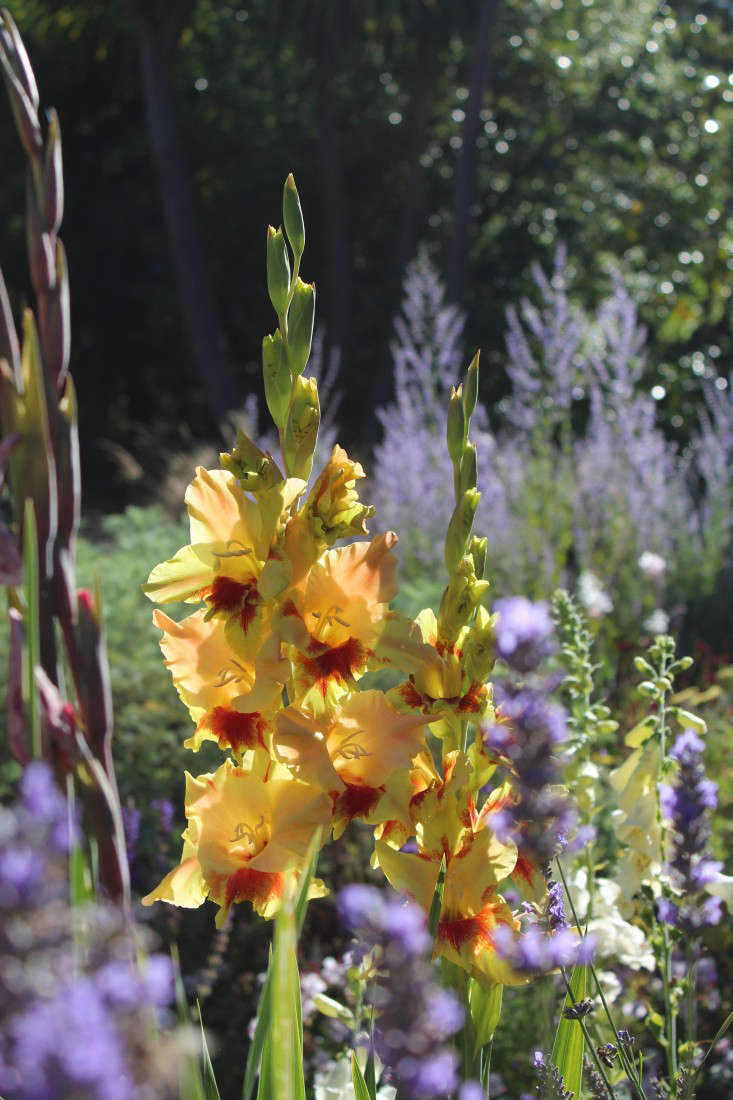 gladiolus: rethinking a funeral flower