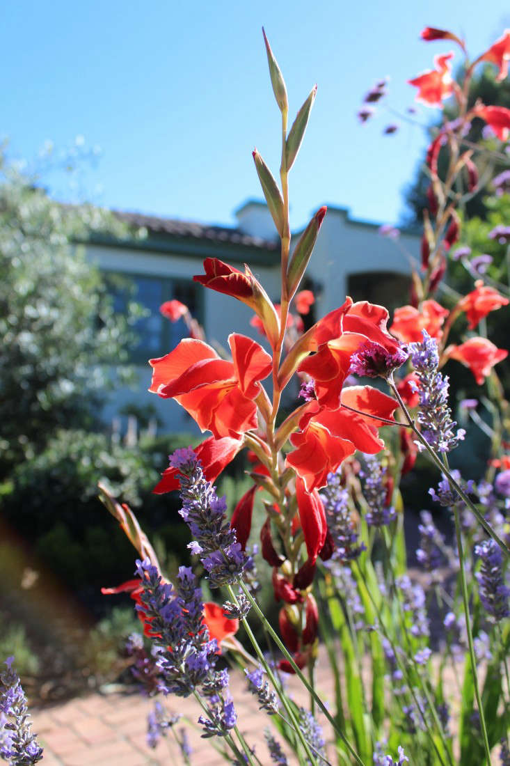 gladiolus: rethinking a funeral flower