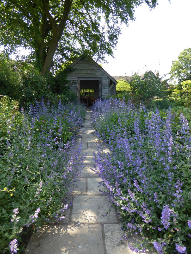 A path to a timber summerhouse is edged with Six Hills Giant catmint. See more of this garden in 10 Garden Ideas to Steal from Wollerton Old Hall in Shropshire. Photograph by Clare Coulson.