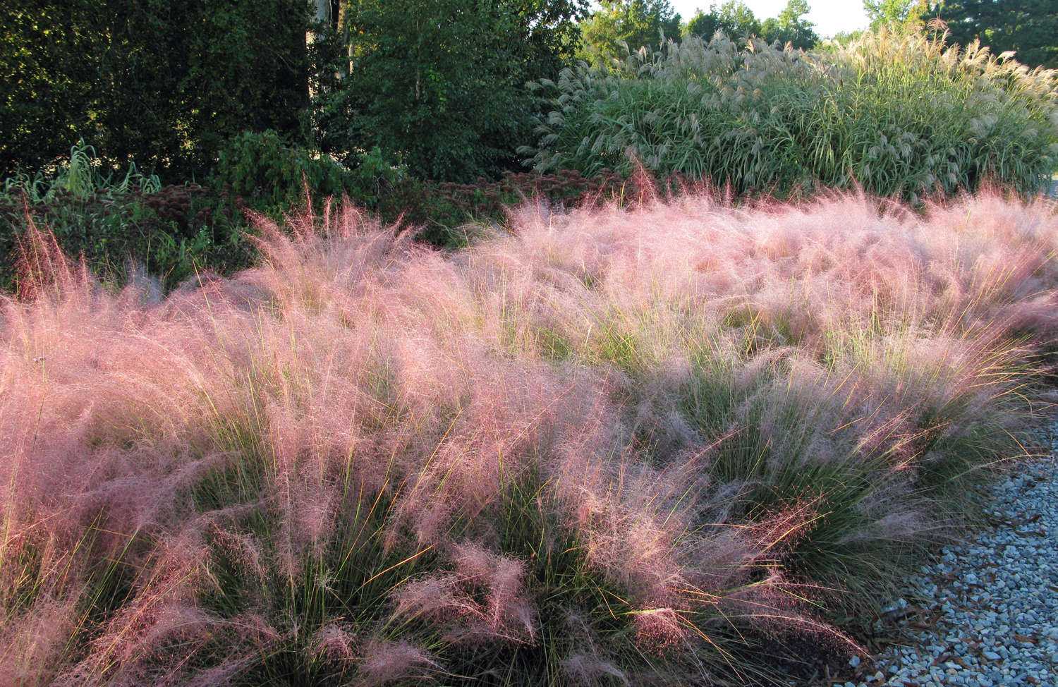 Pink Grasses 11 Ideas for Muhlenbergia in a Landscape Gardenista