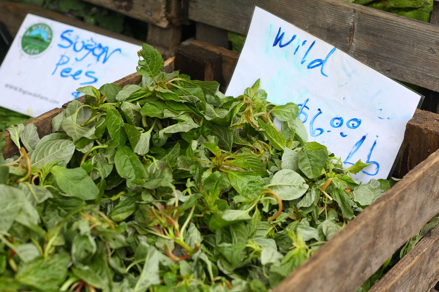 Weeds You Can Eat Wild Amaranth Gardenista