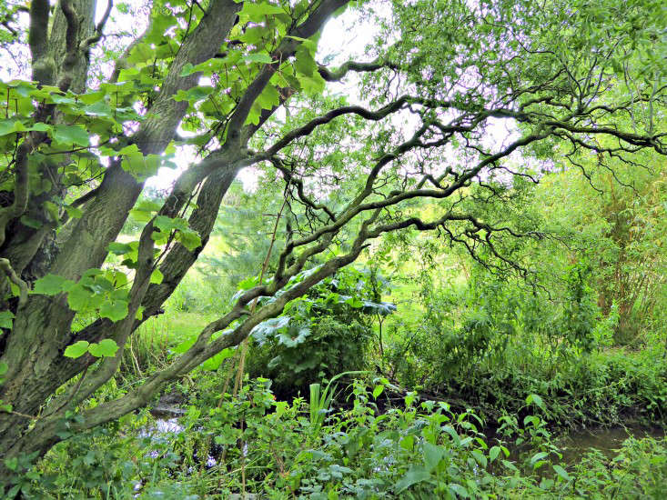A corkscrew willow, Salix tortuosa, was transplanted from Jen