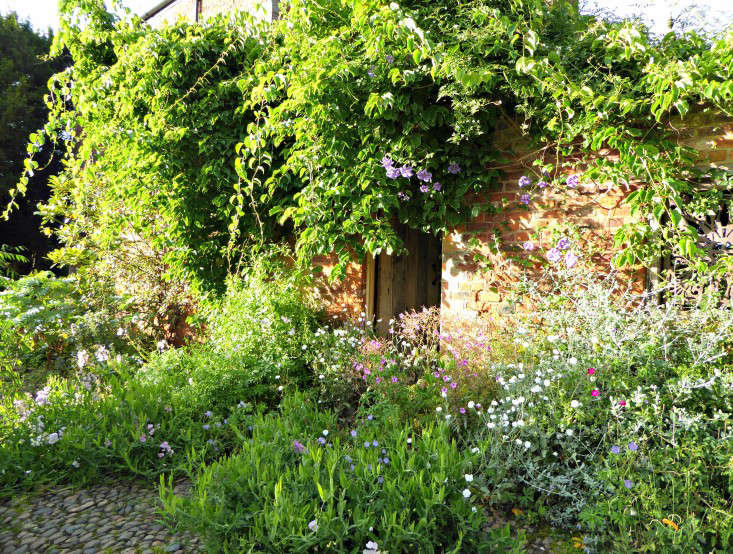 Entrances are magical. Lathyrus latifolious, a perennial pea, creates a rich carpet at one gateway into the walled garden.