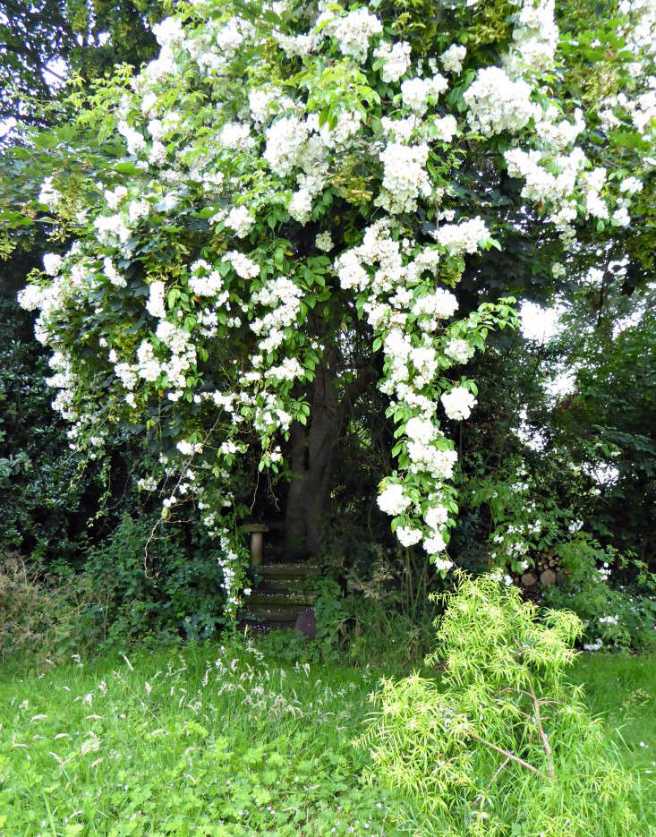 How to beautify an unloved tree?