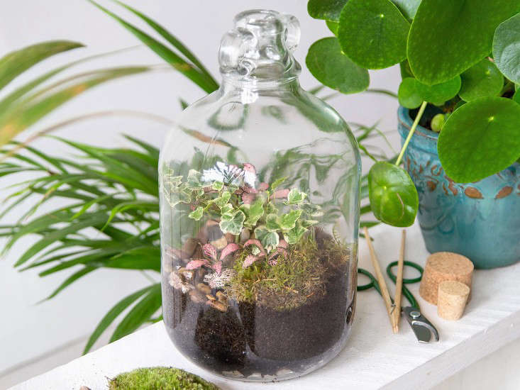 Studio Visit Gardening Under Glass with Emma Sibley of London