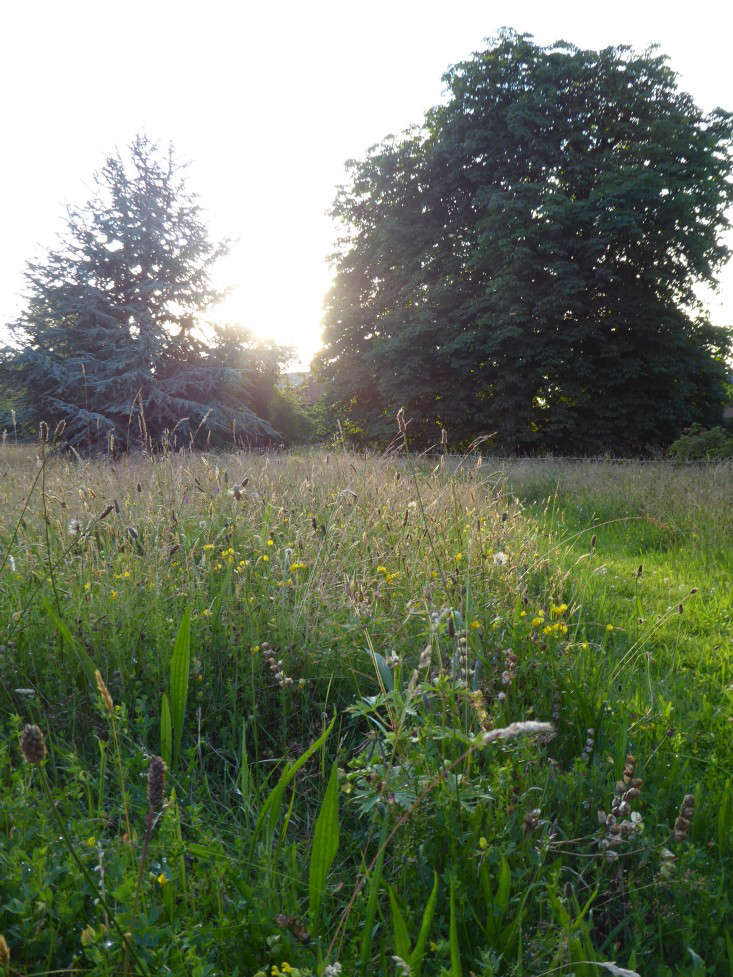 Acres of wildflower meadows with mown paths, traditional metal estate fencing, and specimen trees surround the house.
