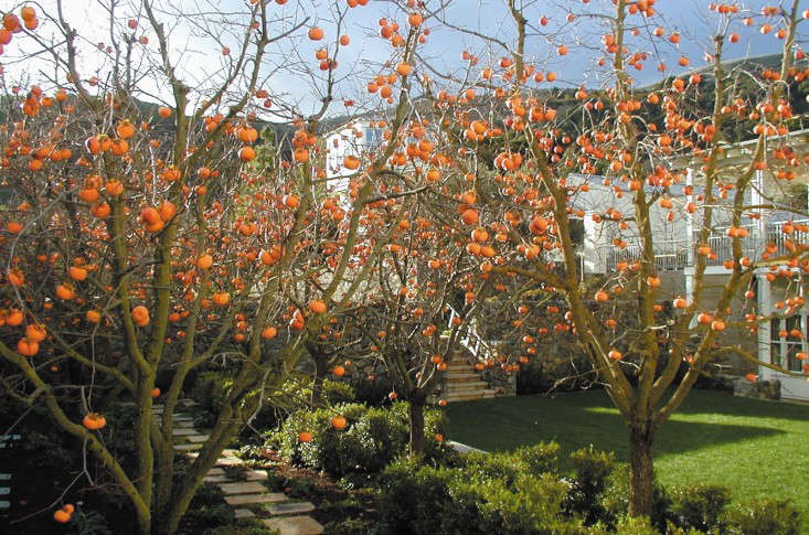 Photograph courtesy of Scott Lewis Landscape Architecture.