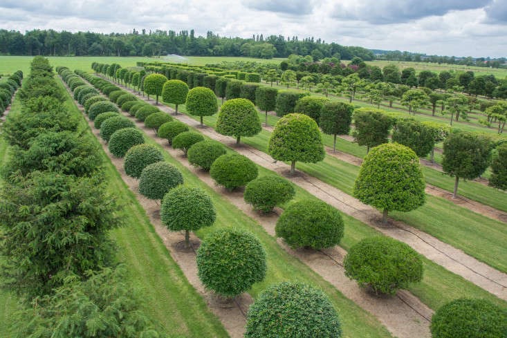 For years, Solitair Nursery has cultivated stand-alone trees at its plots in Loenhout, Belgium. Solitair