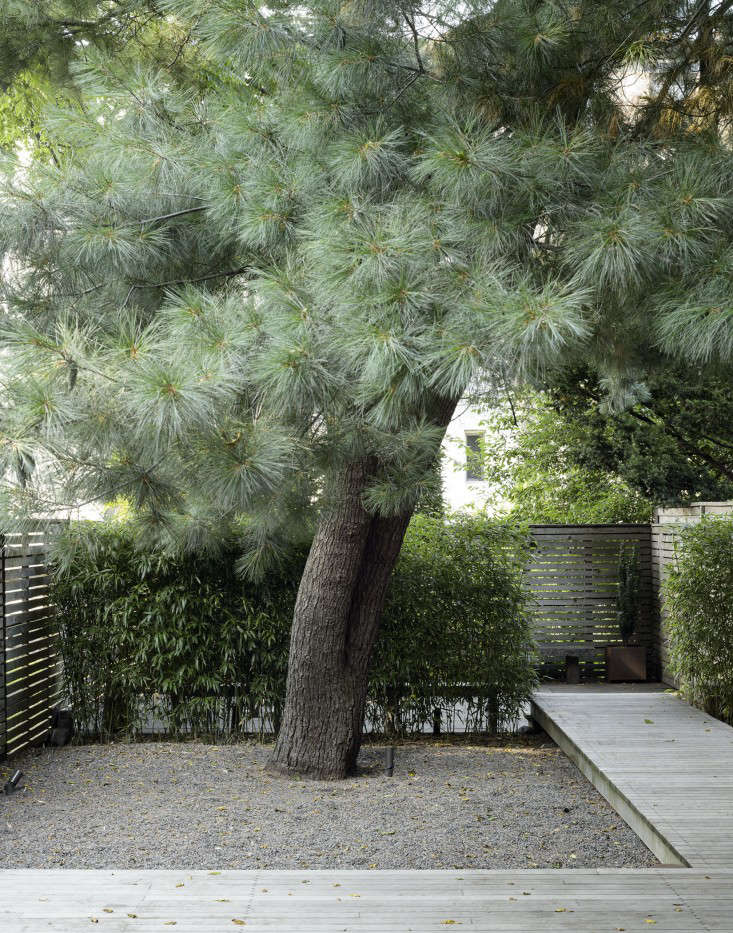 For clients in Brooklyn, garden designers Welti and partner Paige Keck of Foras Studio nursed back to health a blue-needled eastern white pine tree after it suffered a lightning strike. For more of this garden, see our book, Gardenista: The Definitive Guide to Stylish Outdoor Living. Photograph by Matthew Williams for Gardenista.