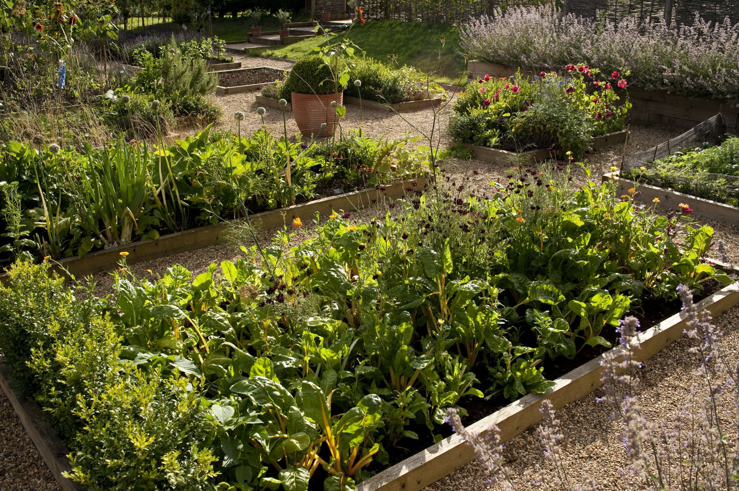 Photograph by Kevin Foord. Summer flowers and edible plants in raised beds at Darsham Nurseries in the UK. See more at Shopper’s Diary: Darsham Nurseries on the Suffolk Coast.