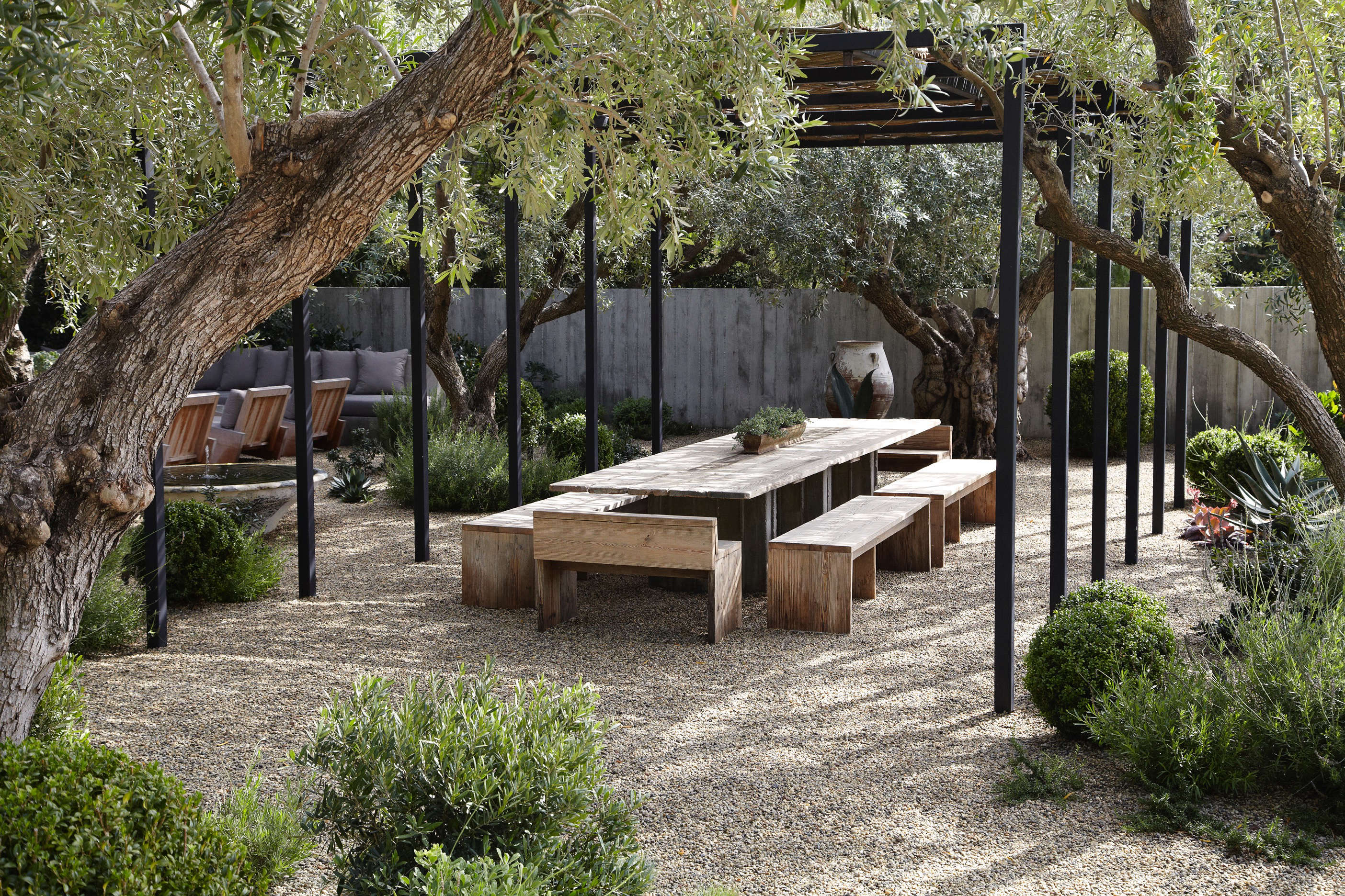 Specimen Trees: Are They Worth It? - Gardenista Specimen Trees: Are They Worth It? - Gardenista