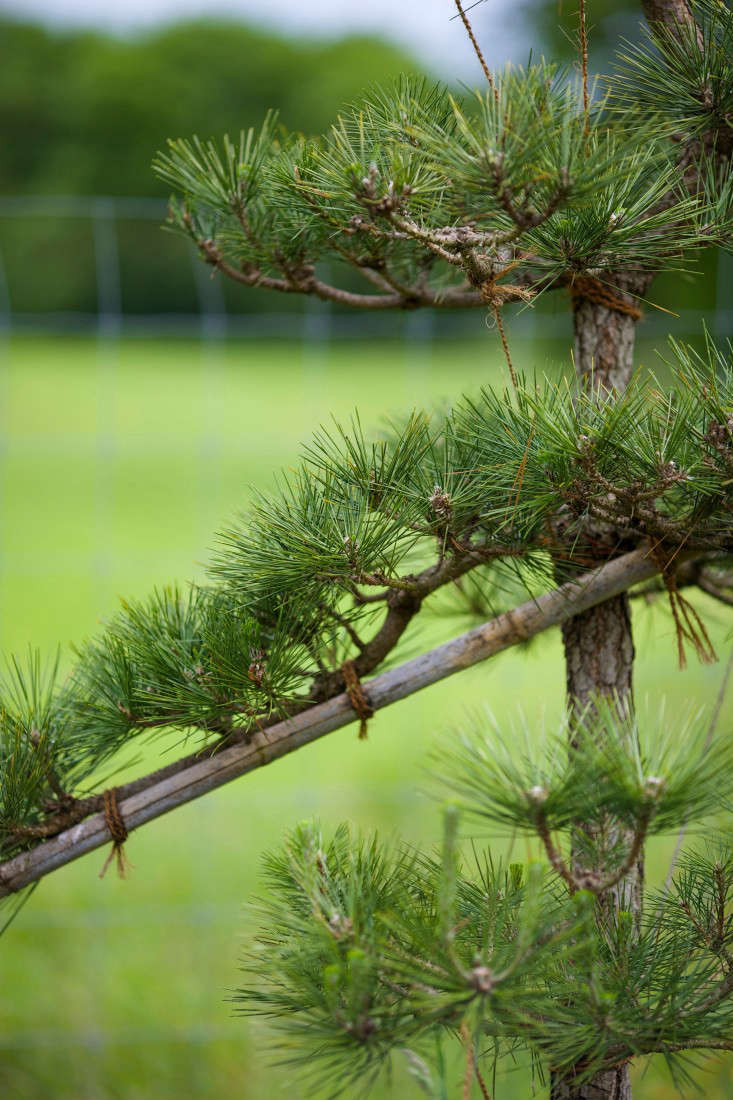 A Japanese black pine (Pinus thunbergii). Photograph courtesy of Niwaki.