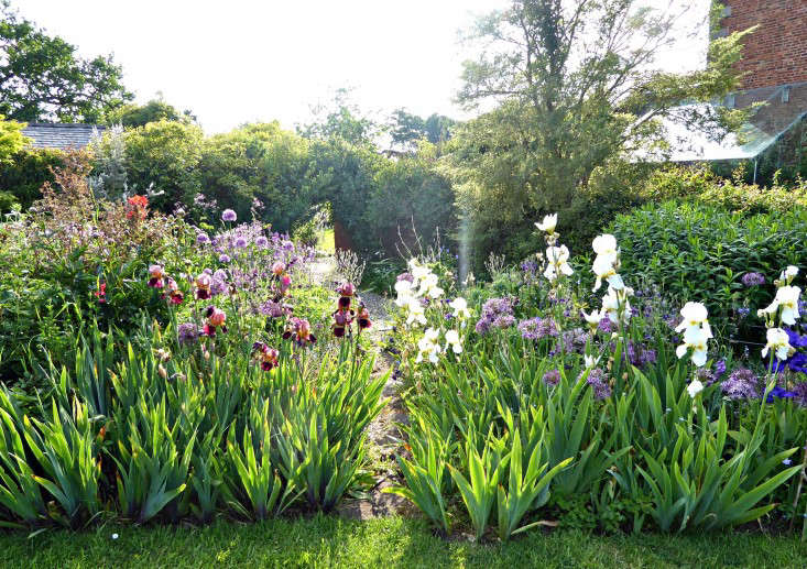 Photograph by Clare Coulson for Gardenista. In early summer, the deep maroon Iris ‘Indian Chief’ (at Left) shimmers in the soft light in a border filled with irises at the Jacobean manor house Tattenhall Hall. For more, see Garden Visit: Flower Borders in a Colorful English Garden.