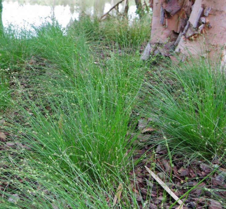 Some Carex species (sedges) require damp or wet conditions while others are relatively drought-tolerant. Carex appalachica, above, is native to woodlands in the eastern United States. Photograph courtesy of Hoffman Nursery, from Gardening 101: Carex