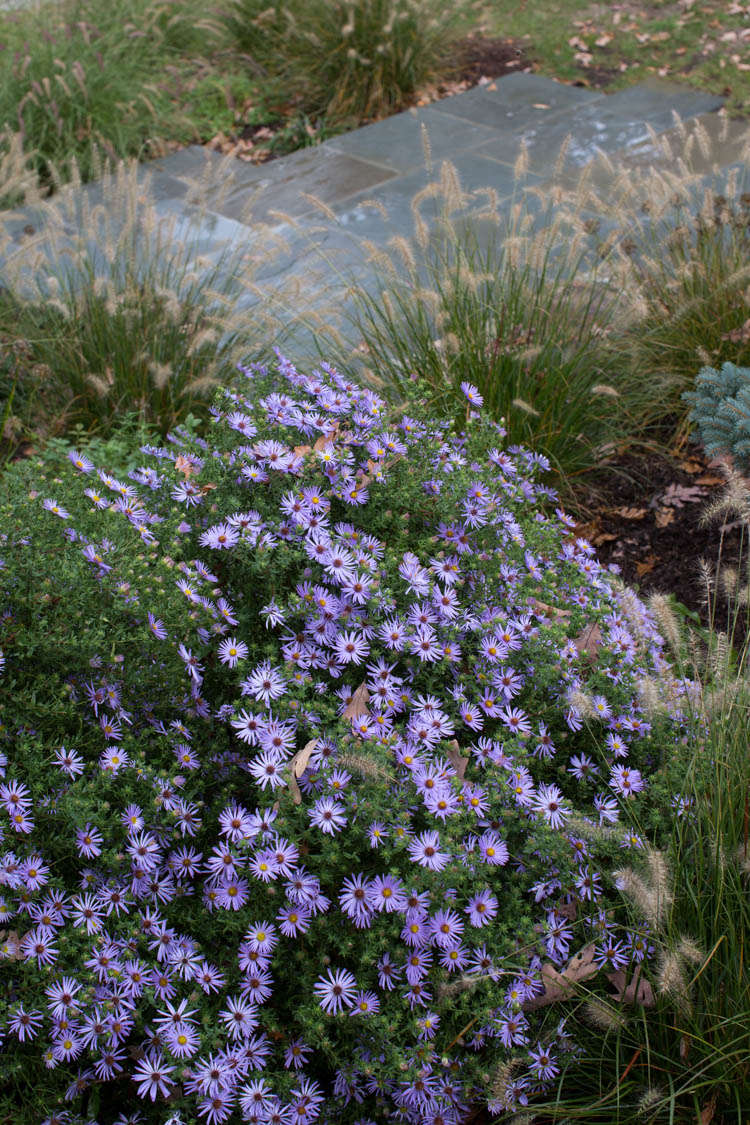 Aster oblongifolius 